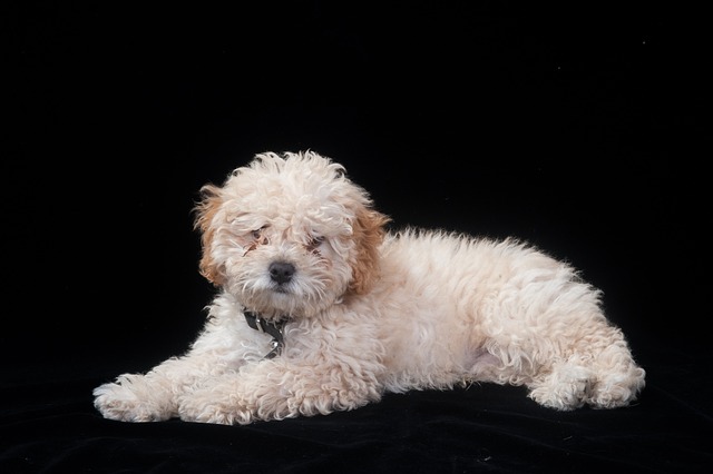 What should Teddy dogs eat during their teething period?