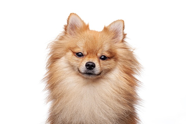 At What Age Can a Pomeranian Start Potty Training?