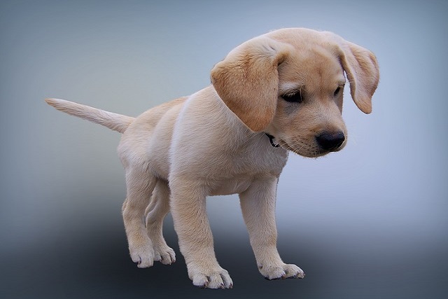 How to educate a puppy that likes to bite people