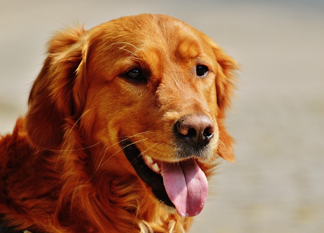 How to teach your dog to stand?