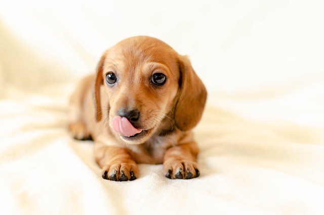 How do I teach my dog to search?