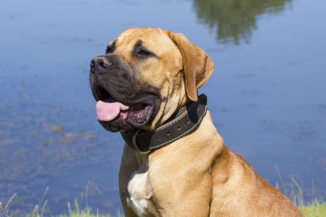 How to stop a dog from barking at you?