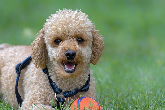 How to train teddy bear puppies?