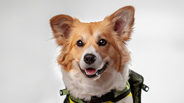 How do you treat spine problems in corgis?