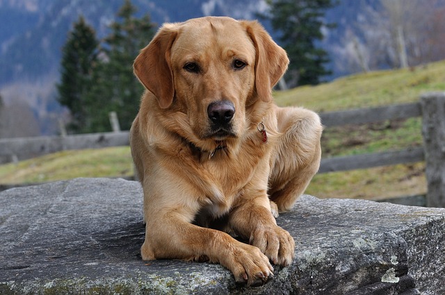 How do you restrain a large dog for grooming at home