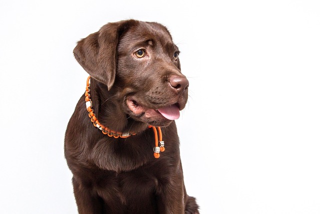 How to train a Labrador to be obedient?