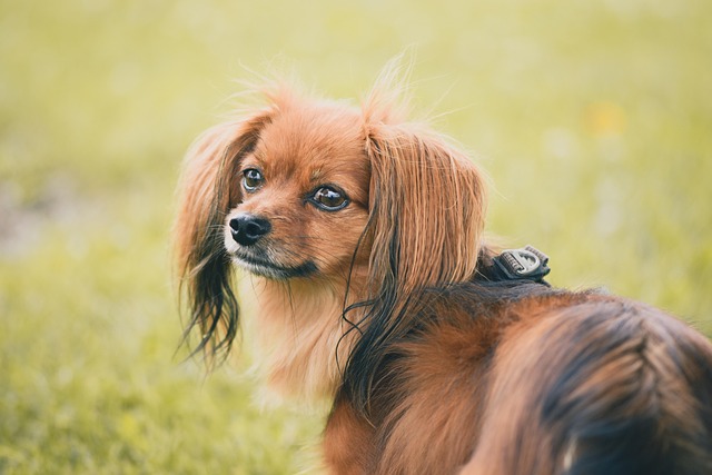 How to train for urination and defecation with golden hair