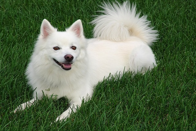 How to train a 5-month Samoyed
