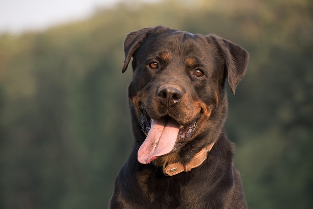 How to train a Rottweiler to be a guard dog