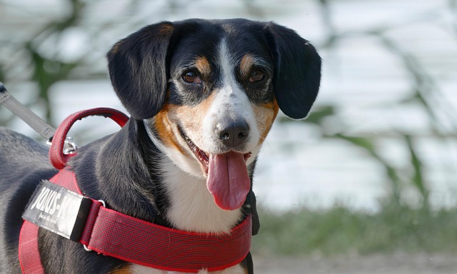 How do I get a really bad smell off my dog?
