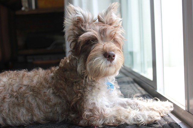 How do I prevent my dog from getting hookworms?