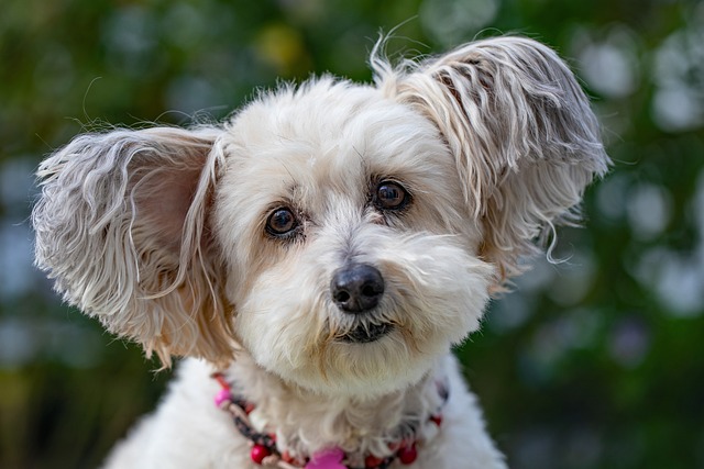 What are the reasons for bad breath in dogs