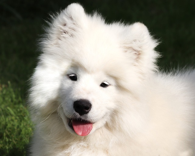 How to treat a dog's facial sore?