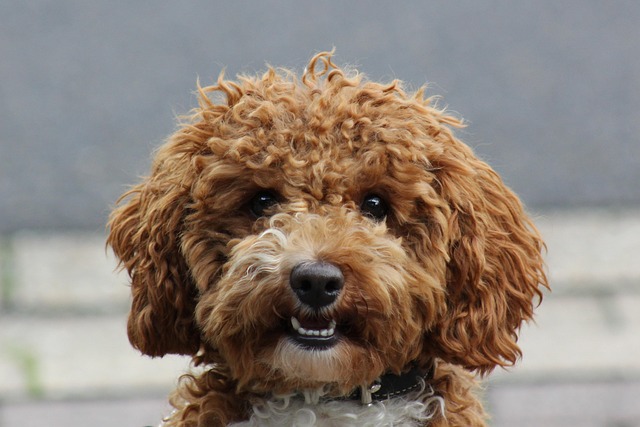 Can dog groomers do teeth cleaning