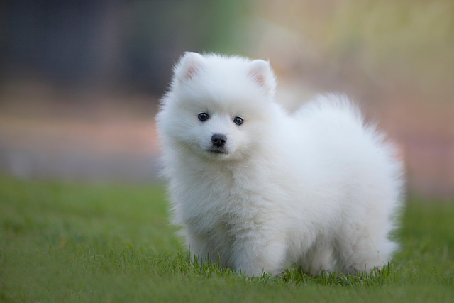 Is It Difficult to Take Care of a Bichon Frise?