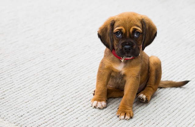 How to stop dogs from chasing people?