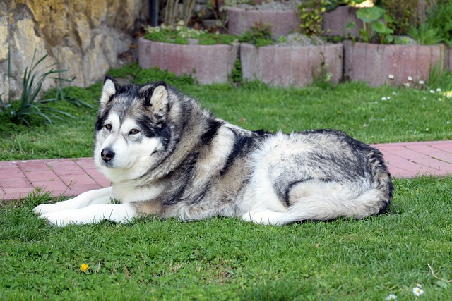 How to stop dog stalking behavior?