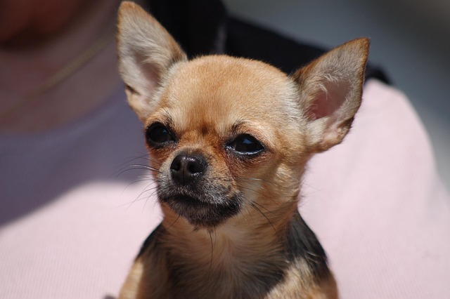 What should I do if my dog has diarrhea