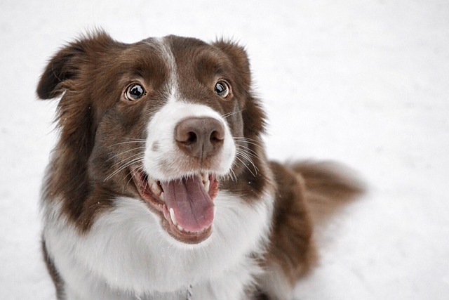 How to train a dog to urinate and defecate anywhere?