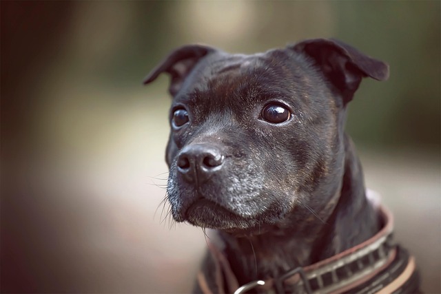 What to feed an old dog that won't eat?