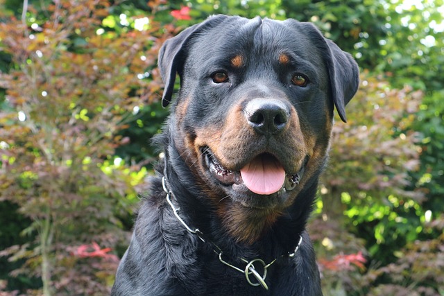 How to train a Rottweiler to not be aggressive?