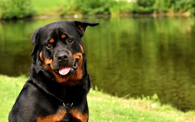 What to worry about when dogs vomit