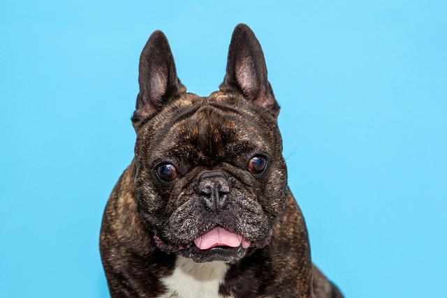 What can cause high calcium levels in dogs?