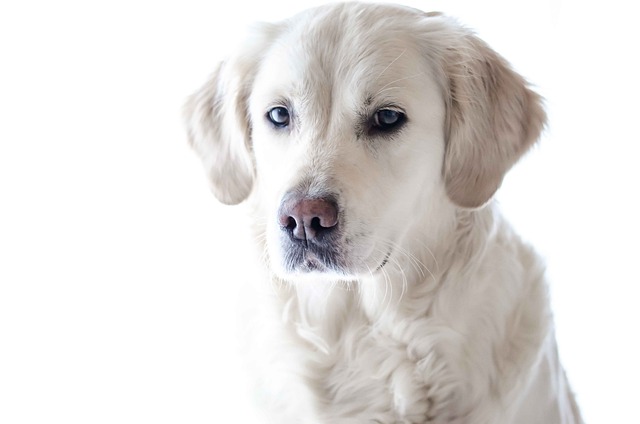 Which dog food is best for labradors?
