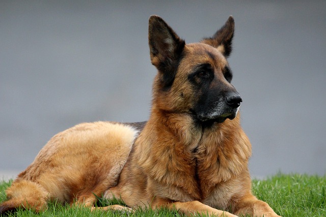 Do Belgian Malinois have to be trained?
