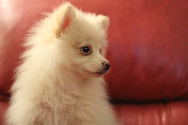 What foods are nutritious for dogs to eat