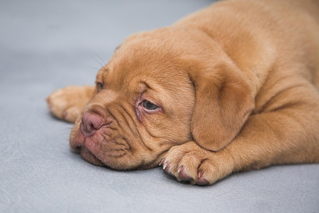 At what age is a dog untrainable?