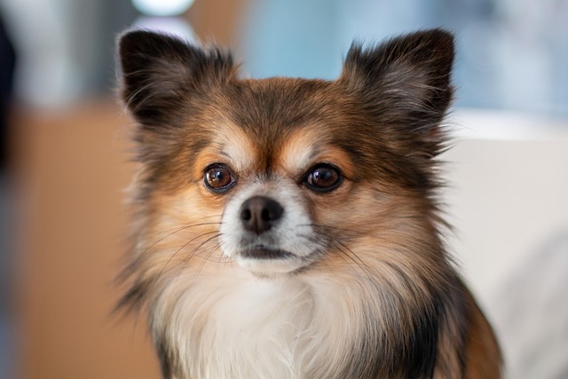 What is the best dog breath eliminator