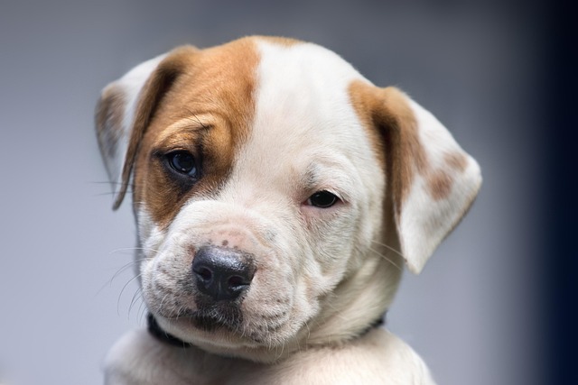 How to potty train a puppy that is scared to go outside?