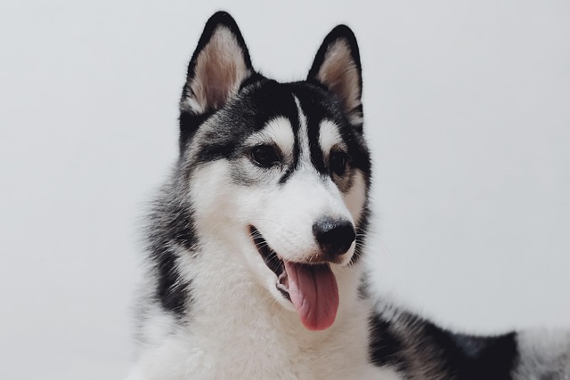 How to teach dogs to use the bathroom to urinate and defecate