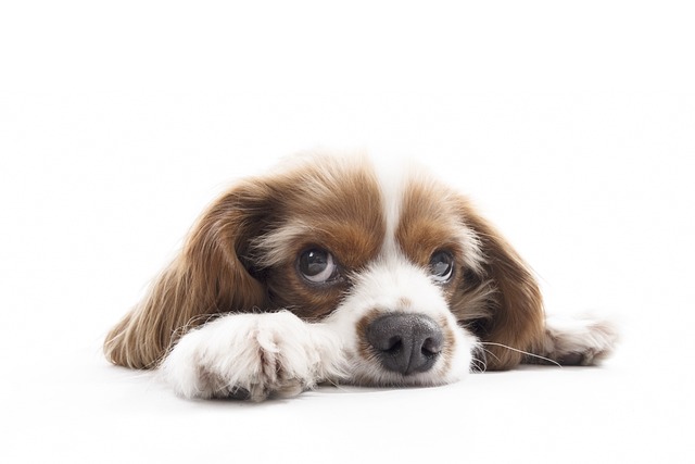 What food is best for gastroenteritis in dogs?