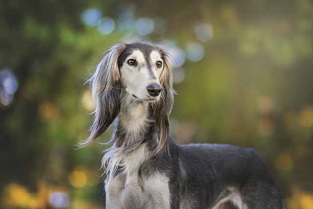 How do I train my dog not to eat from others?