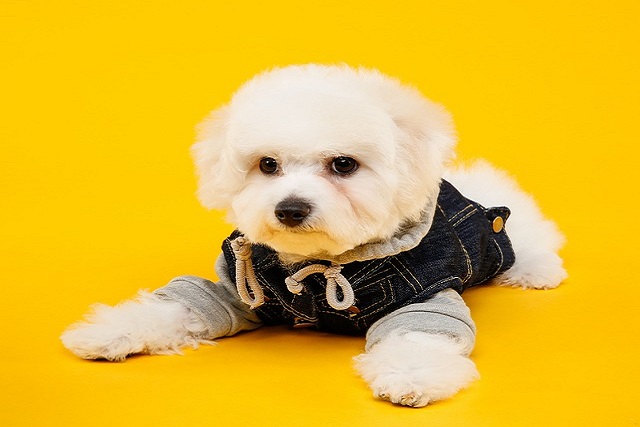 How to train a dog to bark at its owner