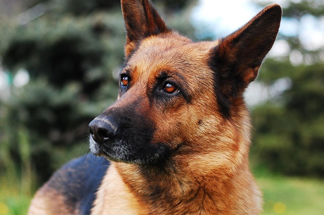 Do Belgian Malinois turn on their owners?