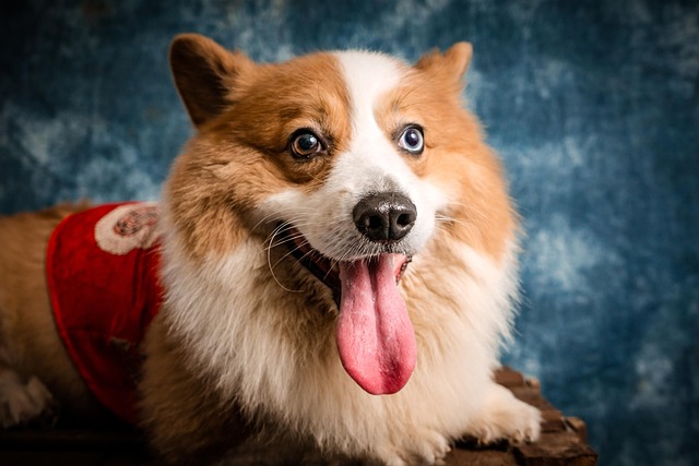 How long do Corgis take to potty train?