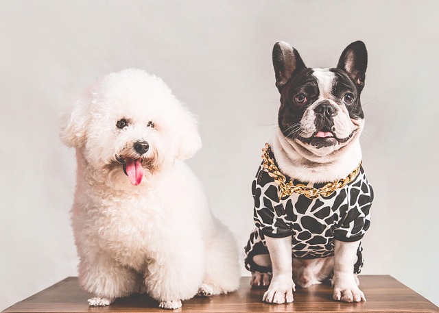 Are Bichon Frise good for first time owners?