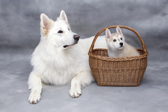 How to determine if a dog has contracted parvovirus