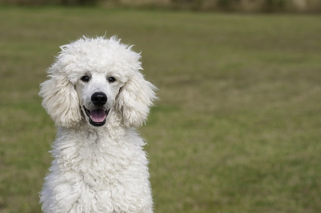 What is the disadvantage of a Poodle?
