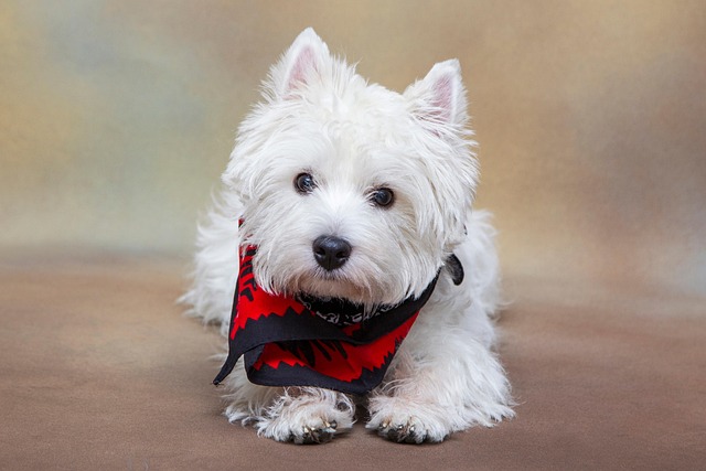 How to raise and care for Bichon Frise?