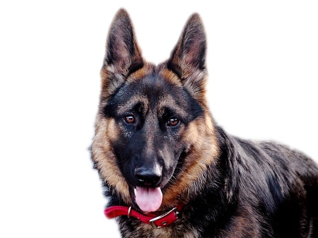 How to train a horse dog to be obedient?