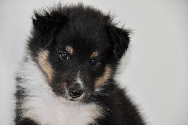 What is fluid build up in dogs belly?