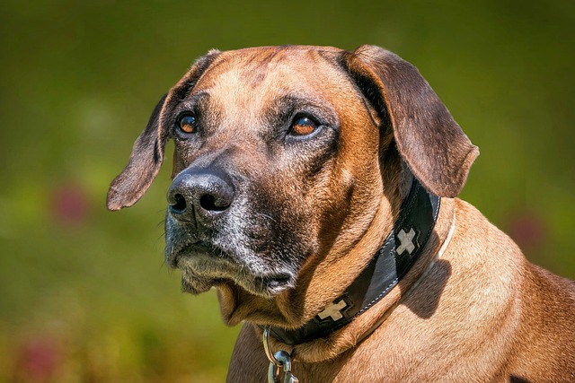 How to Train Your Dog to Go Potty Inside?