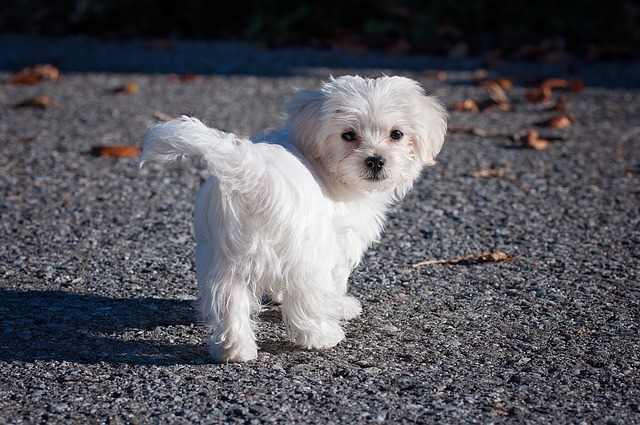 What are the common diseases of Bichon Frise?
