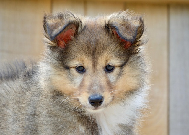 How do I teach my dog where to poop?