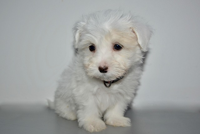 How can I treat my dogs colitis naturally?