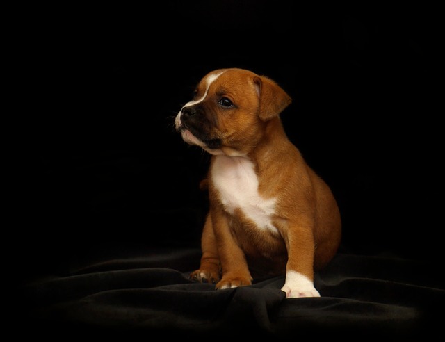 How to make an area for dogs to poop?